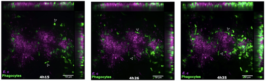 Image de microscopie confocale après micro-injection de spores d’Encephalitozoon cuniculi dans le pavillon de l’oreille de la souris transgénique LysM-EGFP au temps 4h15-4h35 après l’infection. Les cellules phagocytaires recrutées EGFP+ (fluorescence vert