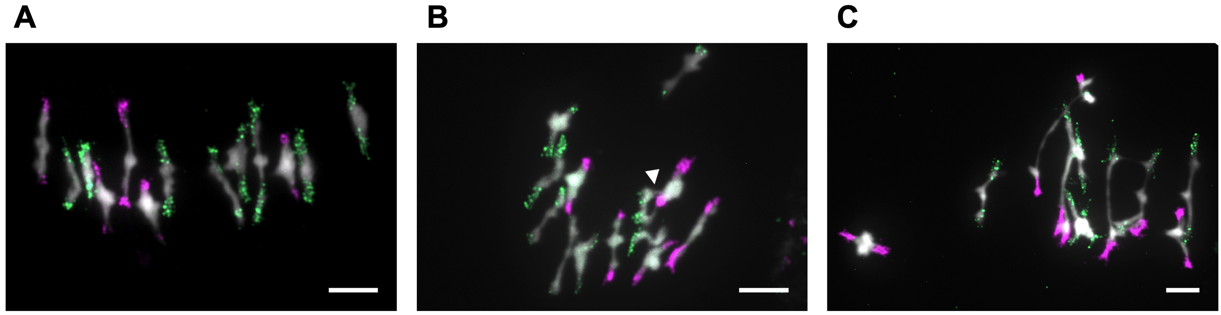Des sondes spécifiques des génomes d’Arabidopsis thaliana (magenta) et d’Arabidopsis arenosa (vert) ont été hybridées sur les chromosomes méiotiques de plantes néosynthétisées en métaphase I colorés avec un intercalant de l’ADN (blanc). ©Floriane Chéron 